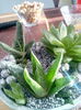 gasteraloe