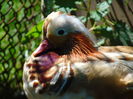 rate mandarine galbene