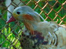 rate mandarine galbene