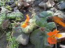 Geum coccineum borisi