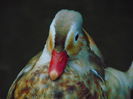 rate mandarine galbene