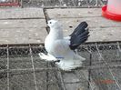 DSC09707