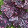 ach-heuchera midnight rose