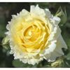 trandafir-catarator-cyrano-de-bergerac