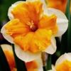 narcise-Orangery-0-150x150