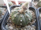 Astrophytum  asterias Linares NL