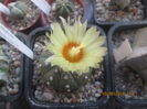 Astrophytum asterias Linares NL