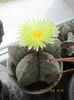 Astrophytum myriostigma hb.