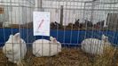 Expo Dec 2015 Cluj