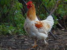 metis cochinchina pitic