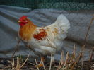 metis cochinchina pitic