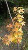 Liquidambar styraciflua 28 oct