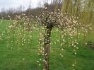 salix-caprea-kilmarnock_6_8854090