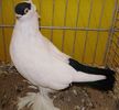 0935 Jucator calotat de Bialostok PL 10