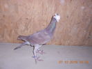 DSCN4074
