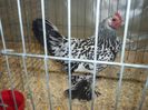 100_5384 - Kopie