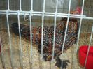 100_5391 - Kopie