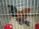 100_5395 - Kopie