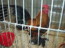 100_5396 - Kopie