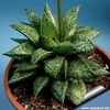 Gasterhaworthia_rosava_04_810