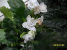 SAM_2278