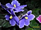 SAM_2347