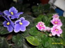SAM_2348