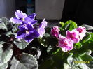 SAM_2353