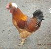 Cumpar cocos cu mot
