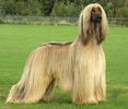 afghanhound