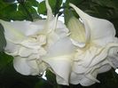 brugmansia alba, floare dubla