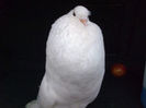 67102029_JGOGCCT3
