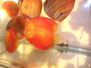 DSCF8195