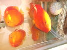 DSCF8221