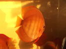 DSCF8216
