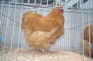 DSCF0656