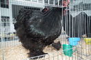 DSCF0662