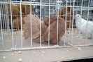 DSCF0673