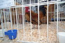 DSCF0687