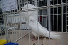 DSCF0720
