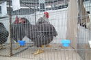 DSCF0754