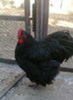 orpington negru