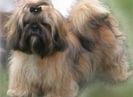 -1716_vand_pui_shih_tzu_sih17