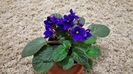 Violeta 5