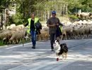 Turma de oite cu cainele in fata