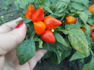 HUNGARIAN CHILLI