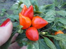 HUNGARIAN CHILLI
