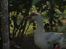 DSCF3800