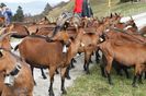 Frumuseti de Alpine deosebite