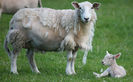 Oaie Wiltshire cu miel-8zs